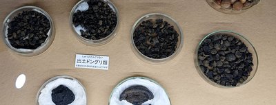 🏛️ 츠쿠바시 사쿠라 역사 민속 자료관 (츠쿠바시 사쿠라 레키시 민조쿠 시료칸)